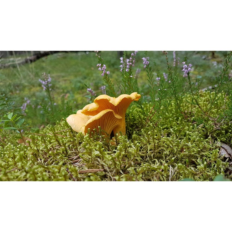 Forest Food Shop Dried Chanterelle Mushrooms 3 Ounce – Handpicked
