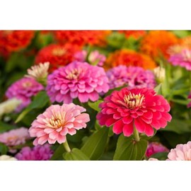 400 Zinnia Flower Seeds for Planting – Non-GMO Heirloom Premium Quality – HOA Cúc Ngũ Sắc – Zinnia Elegans – Bright, Long-Lasting Blooms – Ideal for Beds, Borders & Pollinator Gardens