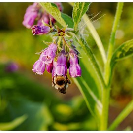 Comfrey Root Cut 200g