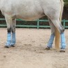 LEAFOREST Horse Fly Boots Set of 4 - Non Slip