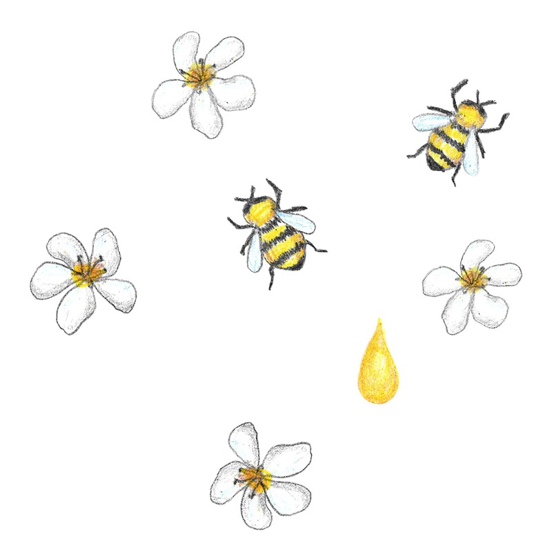 Jovi – Assorted Box of 16 Wax Crayons with Sharpener