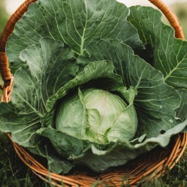 Copenhagen Market Cabbage - 100 Seeds - Heirloom & Open-Pollinated Variety, Non-GMO Vegetable Seeds for Planting Outdoors in The Home Garden, Thresh Seed Company