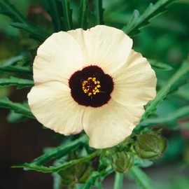 Outsidepride Trionum Hibiscus Seeds - 250 Pcs Perennial Flower Seeds for Planting Pollinator-Friendly, Large & Elegant Blooms with Dense Green Foliage for Containers, Pots, & Garden Spaces