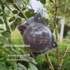 Stroagymoon 10 Packs Medium Size Plant Rooting Grow Propagation Ball,