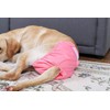 Jasinber Set de 4 Pañales de Perro Femenina Lavables, Envoltura