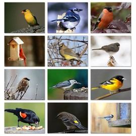 Small World Greetings Song Bird Note Cards With Identification Card 24 Count-Blank Inside with White Envelopes-A2 Size 5.5" x 4.25"-Bird Stationery-All Occasion-Birthday, Thank You, and More