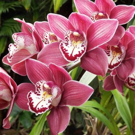 Cymbidium Orchid Seeds Boat Orchid Evergreen Perennial Attracts Bees Great for Beginner Container Houseplant 100Pcs Flower Seeds by YEGAOL Garden
