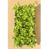 Ligustrum Waxleaf Privet - 20 Live Plants - Evergreen Privacy