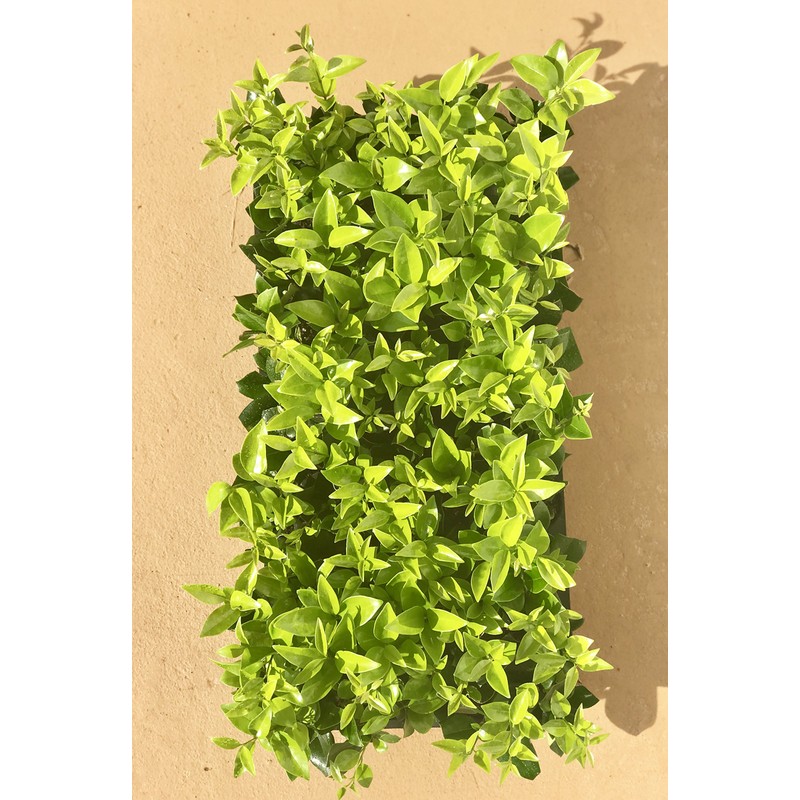 Ligustrum Waxleaf Privet - 20 Live Plants - Evergreen Privacy