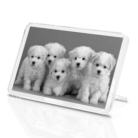 1 x Fridge Magnet - White Bichon Frise Puppy Dog #36483