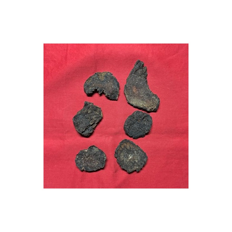 XYP Roucongrong Rou Cong Rong 肉苁蓉 100Gram