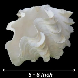 Large Fluted Squamosa Tridacna Clam Pair Natural Seashell Rare Real 5-6" In