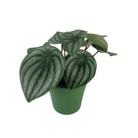 Watermelon Peperomia (Peperomia argyreia) 4" Pot in QWICK Wick-Watering Cover Pot