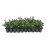 Asiatic Jasmine Minima - 30 Live Plants - Trachelospermum Asiaticum