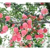 Gansita Fruit Tree Branch Puller Tying Machine Farm Tools Tree