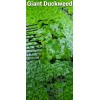 100+ Pieces Of Giant Duckweed + Free Self Leveling Floating