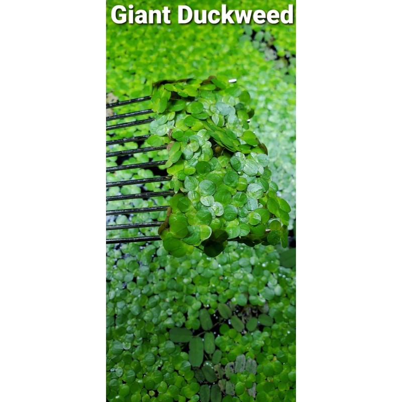 100+ Pieces Of Giant Duckweed + Free Self Leveling Floating