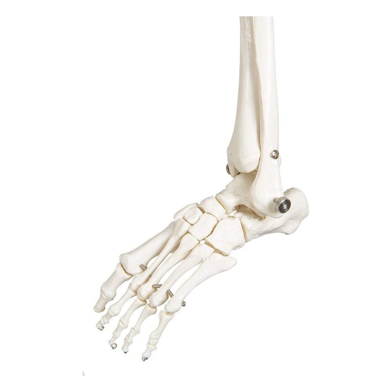 Buddy the Budget Skeleton-1021930 - Human Skeleton Anatomical Model -