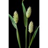 Raw Garden Canary Seed (Alpiste) (1 Pack 4 lbs) For
