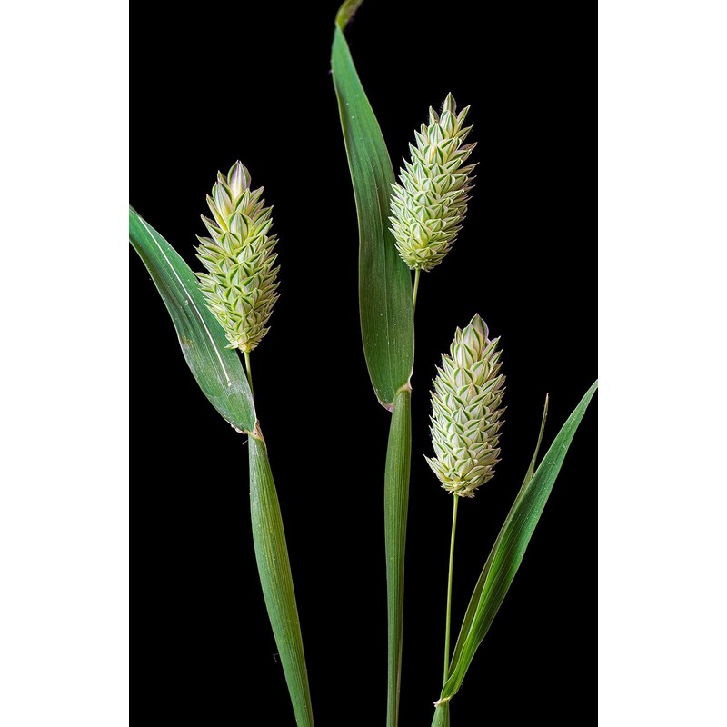 Raw Garden Canary Seed (Alpiste) (1 Pack 4 lbs) For
