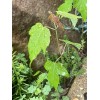 Tree Silver Maple Tree 4“-8" Sapling Seedling (5 Pack) Live