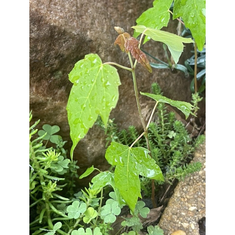 Tree Silver Maple Tree 4“-8" Sapling Seedling (5 Pack) Live