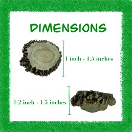 Deer Valley Deer Antler Burrs - Used for Cabinet Handles, Drawer Pulls, Furniture Knobs, Jewelry Crafting, Native American Decor (100% Real Deer Antler)