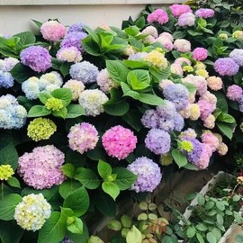 500 semillas de hortensia, variedad de bola de flores gigantes, arbusto perenne de hoja perenne, adecuado para reverdecer jardines y decoración en macetas de balcones.