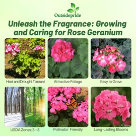 Outsidepride Rose Geranium Seeds for Planting - 50 Pcs Annual, Heat & Drought Tolerant Flower Seeds with Green Foliage & Rose Blooms for Pots, Borders & Lush Summer Garden Displays