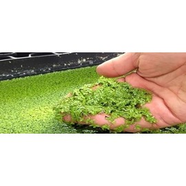 Generic Half Price Joe's 1 Pound (1 Lb) Duckweed Plants