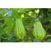 1 Chayote Squash Mirliton Live Plant Ready To Plant