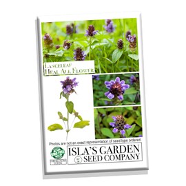 Lanceleaf Selfheal (Heal-All) Flower Seeds for Planting, 100+ Seeds Per Packet, (Isla's Garden Seeds), Non GMO & Heirloom Seeds, Scientific Name: Prunella Vulgaris, Great Home Garden Gift