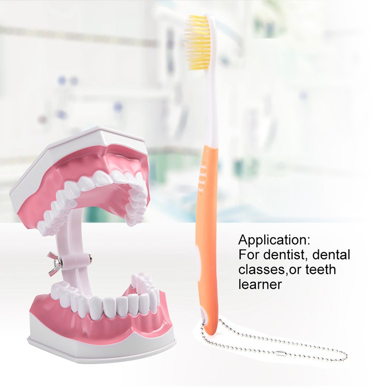 Adult Dental Teeth Model and Toothbrush with Removable High Grade