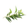 Tasmanian Blue Gum Eucalyptus globulus Seeds Premium Seeds for Planting Packet