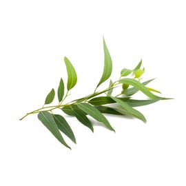 Tasmanian Blue Gum Eucalyptus globulus Seeds Premium Seeds for Planting Packet