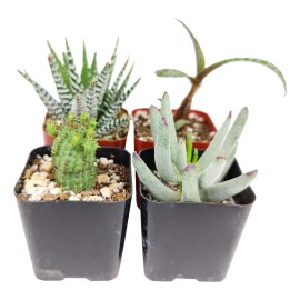 Succulents Box Weirdo Succulent Pack | Set of 2/4/6/8/10 Unique Succulent Plants - 4 Succulents