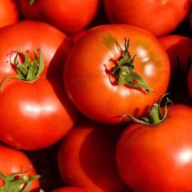 Tomato Seeds - Cal Ace VF - 1 g Packet ~275 Seeds - Solanum lycopersicum - Farm & Garden Vegetable Seeds - Non-GMO, Heirloom, Open Pollinated, Annual