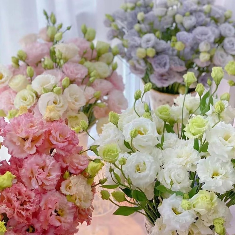 Lisianthus Flower Seeds for Planting - 200 Annual Lisianthus Non-GMO