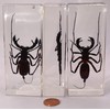 4.3" Real Whip Scorpion in Crystal Clear Lucite Resin Specimen