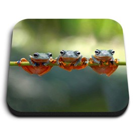 1 x Square MDF Fridge Magnet - Tree Frogs Java Flying Frog Branch 15888