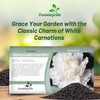 Outsidepride White Carnation Seeds - 2000 Pcs Biennial, Easy to