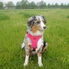 Nobby Comfort Harness Mailo Raspberry, S: Chest: 23-35 cm, Belly:
