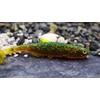 LMAB Bleak Shad 6 cm, 9 cm, 12 cm, 15