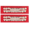 Pack of 56 Multi-Purpose False Teeth, Synthetic Polymer Teeth, False