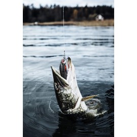 Rapala Unisex's Super Shadow Rap Lure, Olive Green, 16