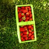 KADAX Plastic Harvest Basket, 40 x 18 x 11.5 cm,