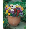 Mr Fothergill's 22852 Flower Seeds, Pansy Mr F's Early Mixed
