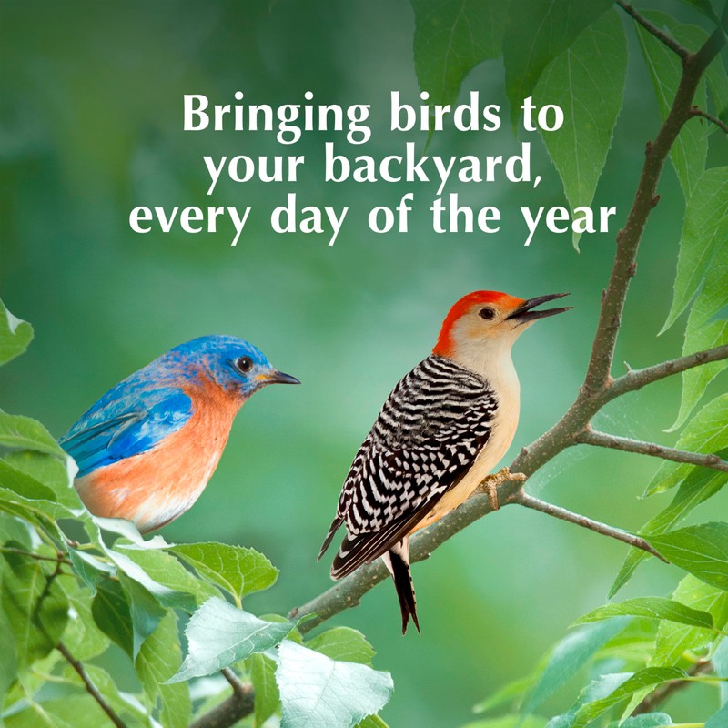 C&S Bluebird Nuggets