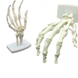 MAYMII High Quality PVC Human Hand Skeleton Medical Anatomical Model on Base Stand, Life Size, Articulated