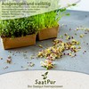 SaatPur Incarnate Clover Organic Germination Sprouts, Microgreen, 30 g Clover